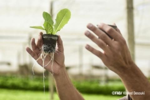 Mexico and FAO promote training sessions on aquaculture and aquaponics for food security and climate resilience in Caribbean countries