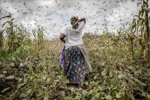 South-South Cooperation project supports FAO’s global efforts against the desert locust 