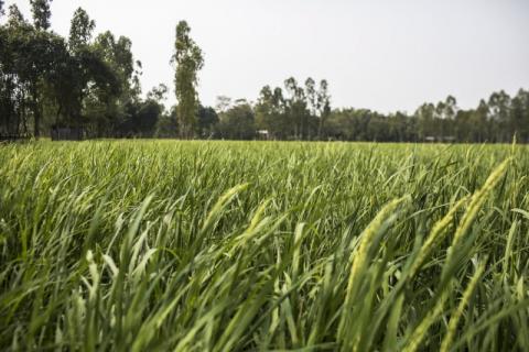 FAO meets with the Minister of Agriculture of Bangladesh during PARTNER project scoping mission